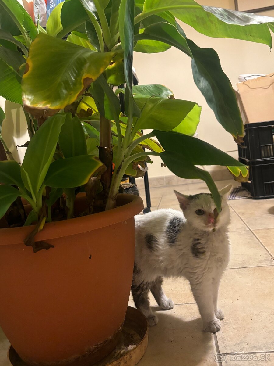 Darujem mačiatko - 2