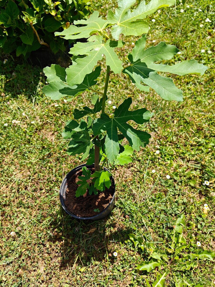 Predám figovník - 2