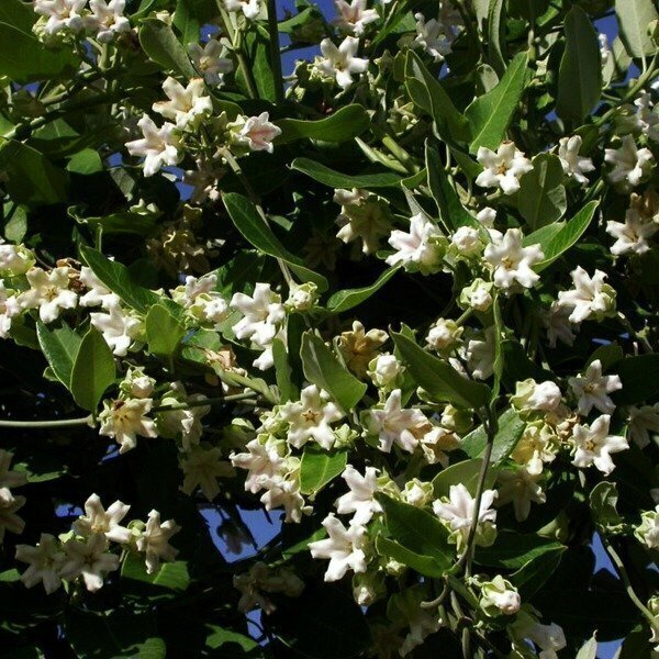 Araujia sericifera - 2