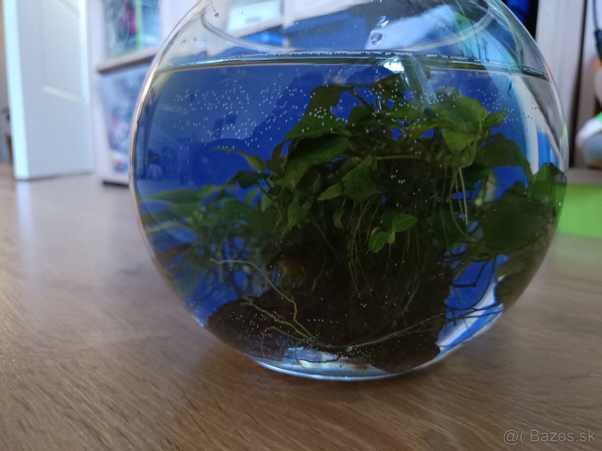 Anubias na kameni - 2