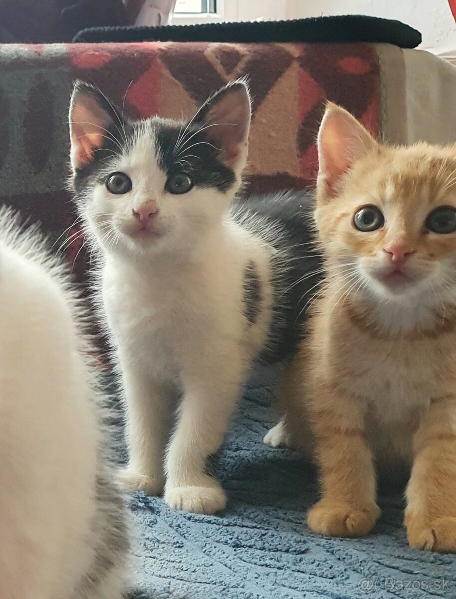 Mačičky (1x mačička, 1x kocúrik) 2-mesačné - 2