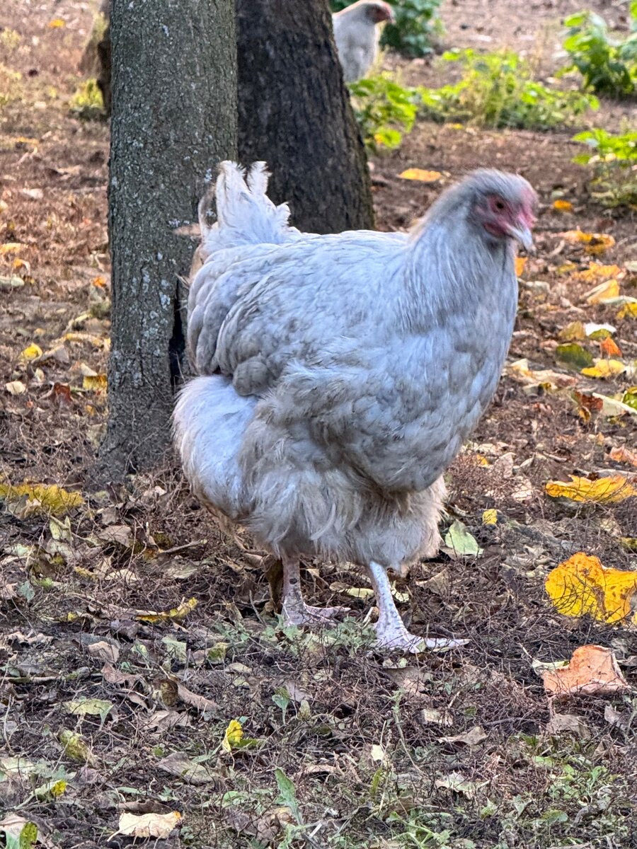 Orpinghton levander - 2