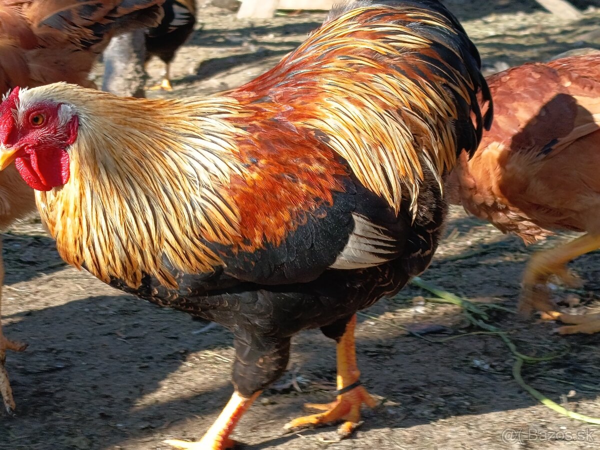 Predám kohuty - 2