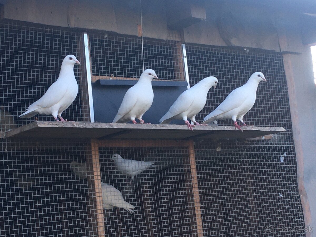 Biele svadobné holuby - 2