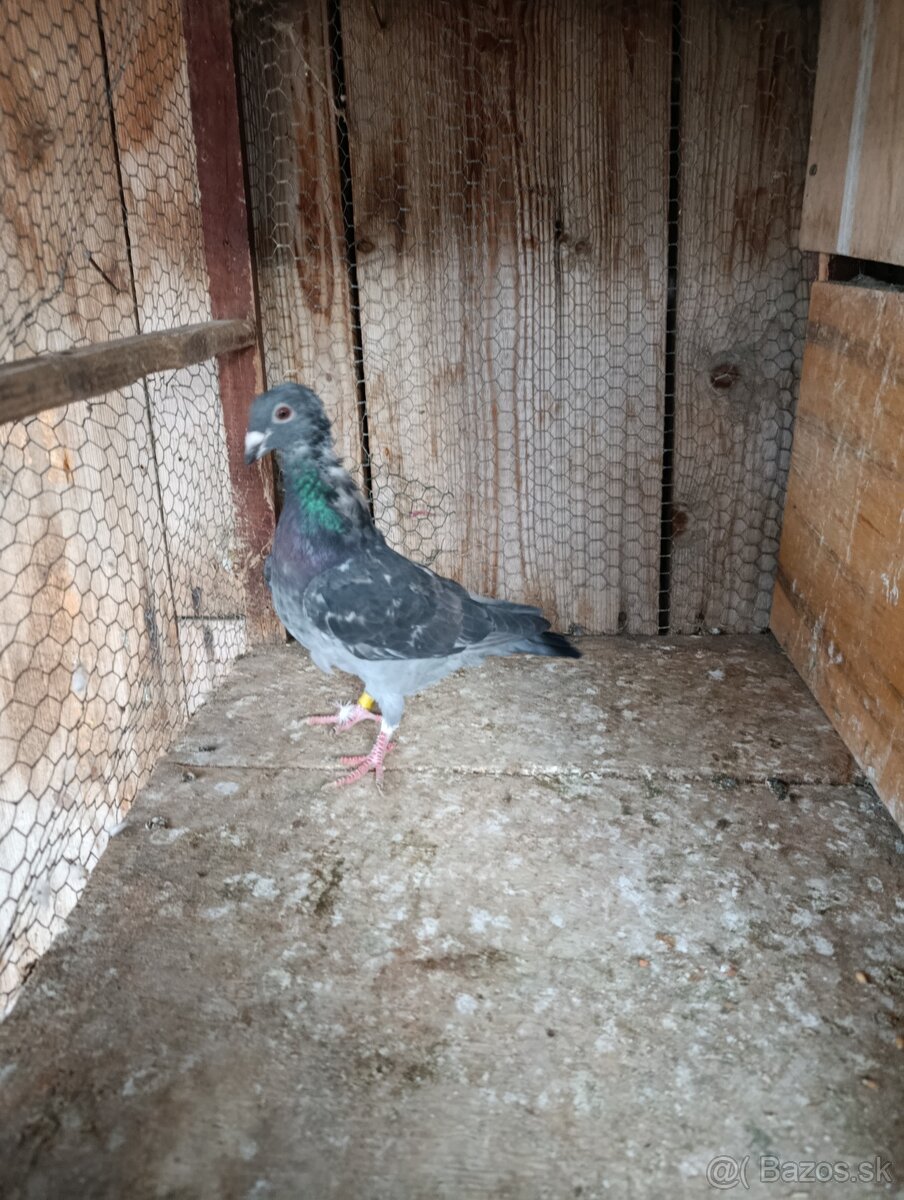 Poštové holuby - 2
