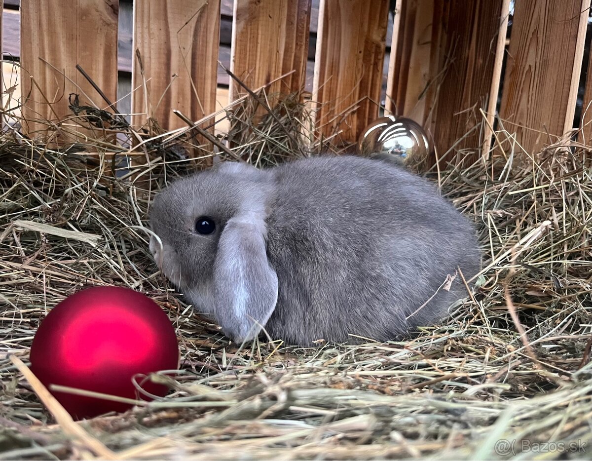 Zakrslý baranček (Minilop) - 2