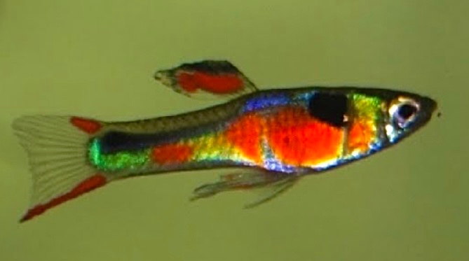 Poecilia wingei Red chest, multicolor - 2