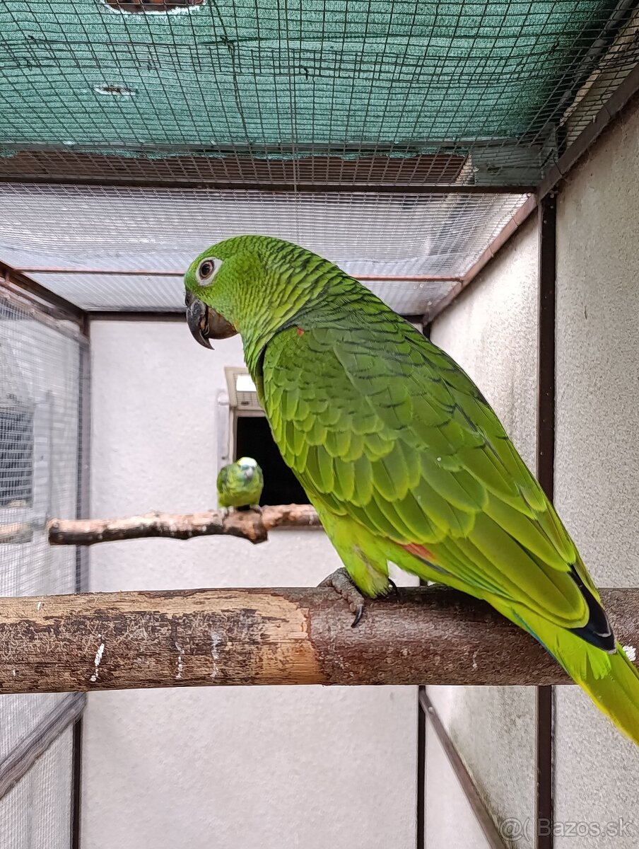 Amazonan modročeli - 2