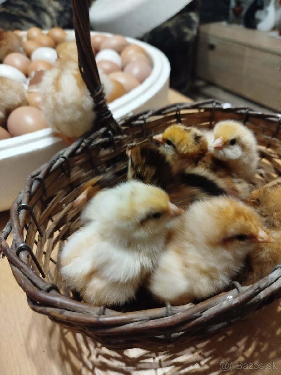 Predám kuriatka - 2