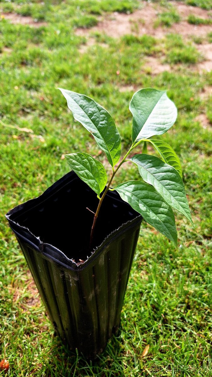 Asimina triloba pawpaw - 2