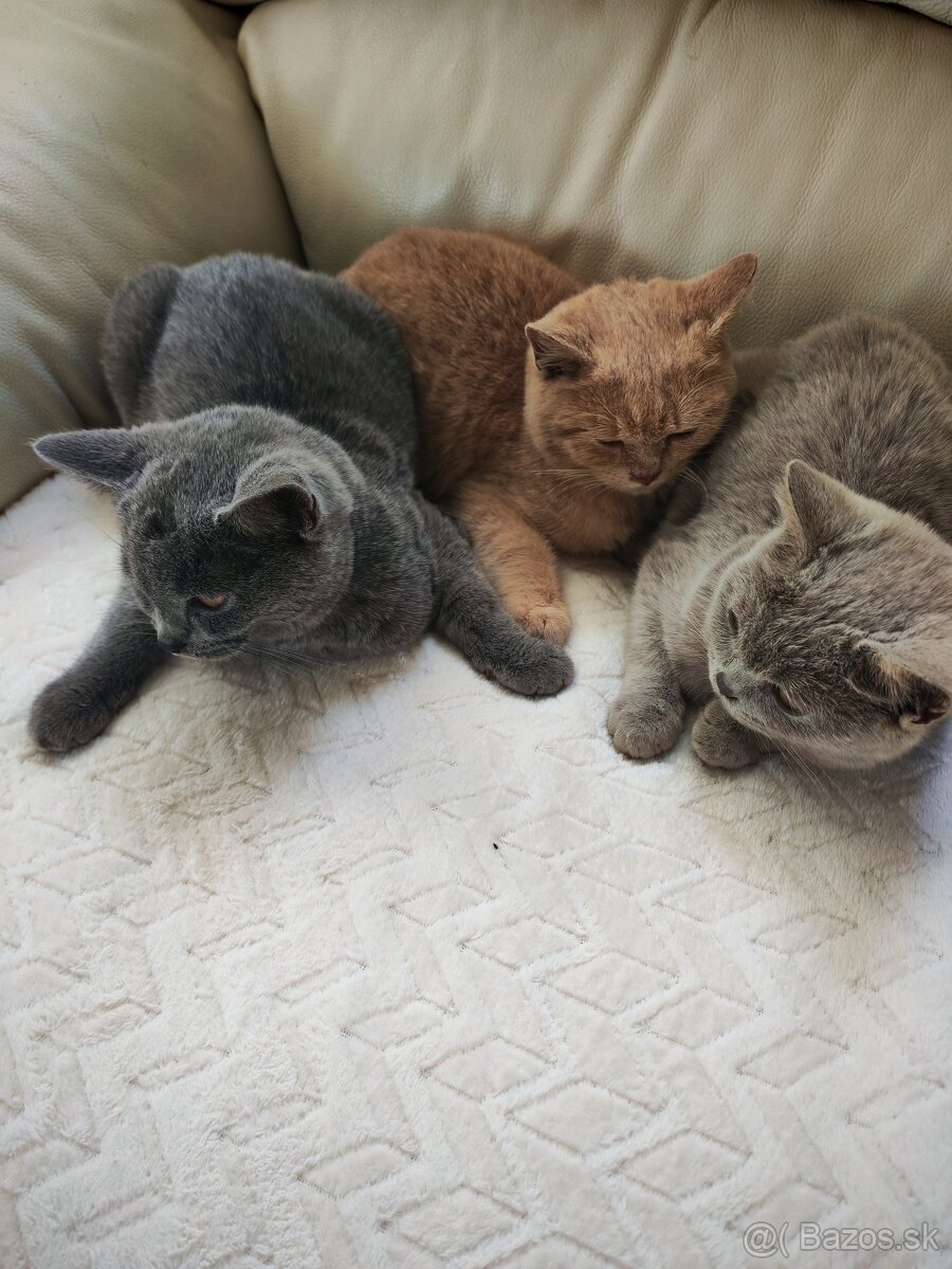 Britské mačiatka - 2