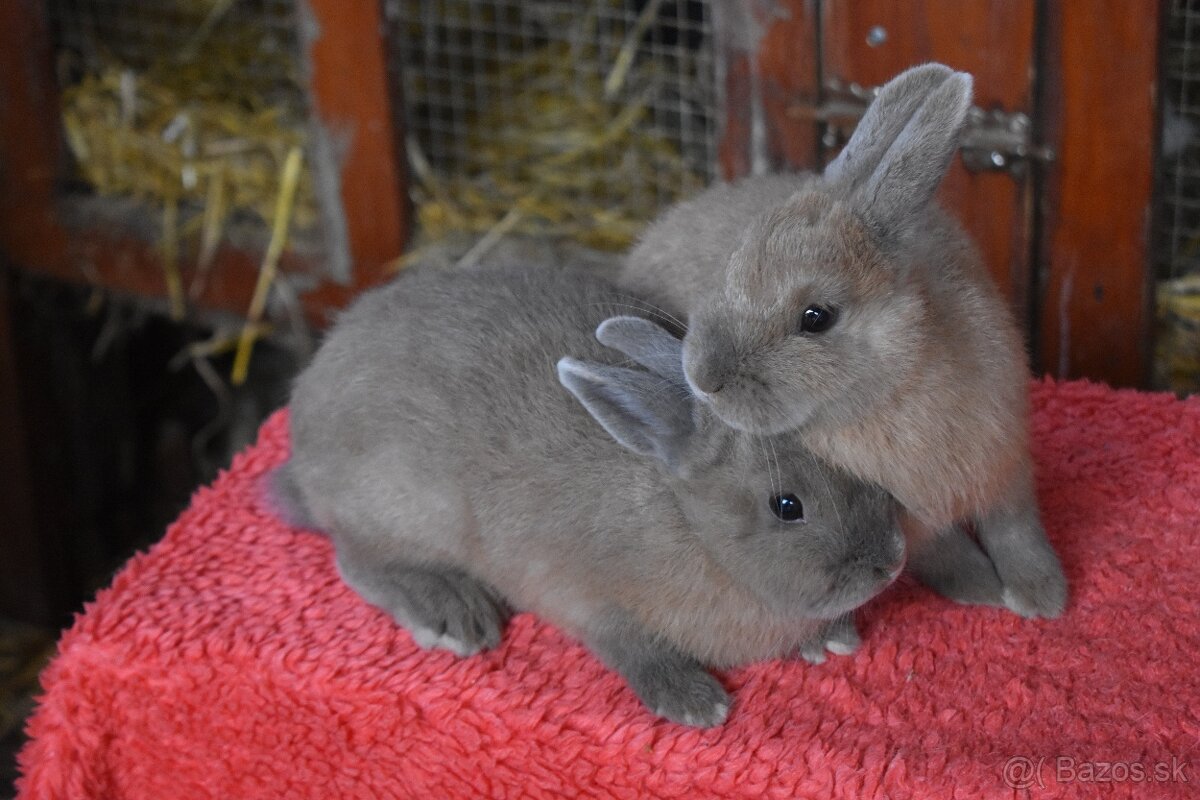 Predam zakrsly kralik - 2