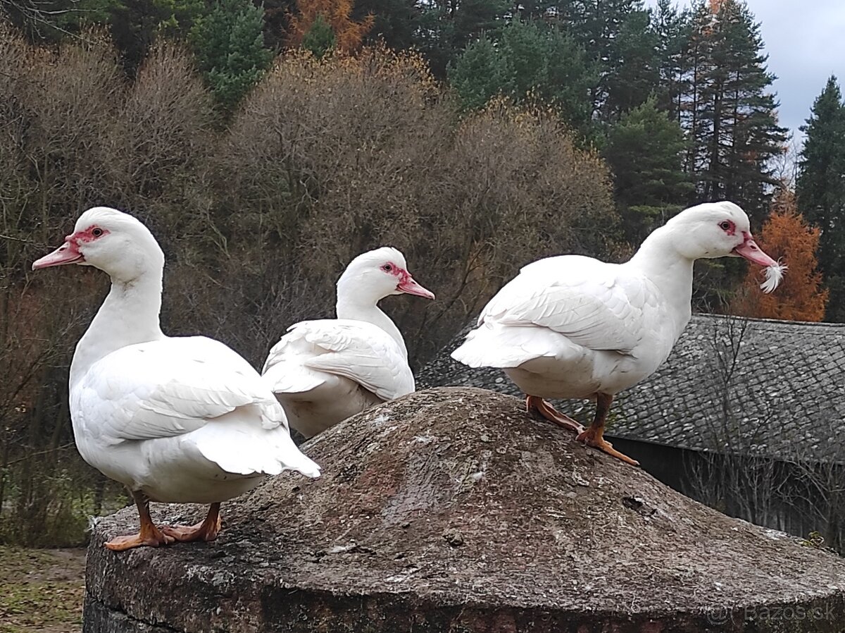 Predám kačky a káčerov barbarie - 2
