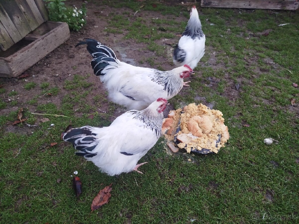 Kohút Sassex - 2