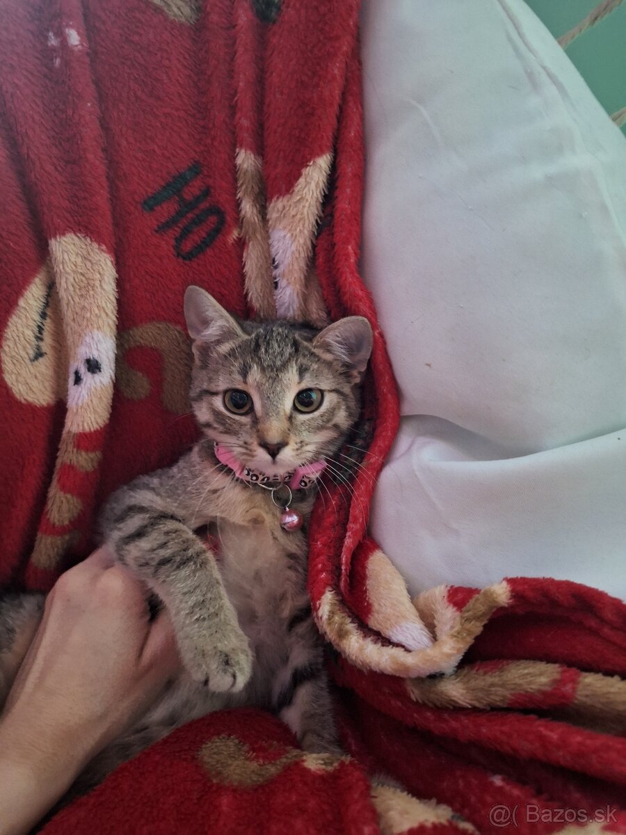 Darujem za veterinárne poplatky - 2