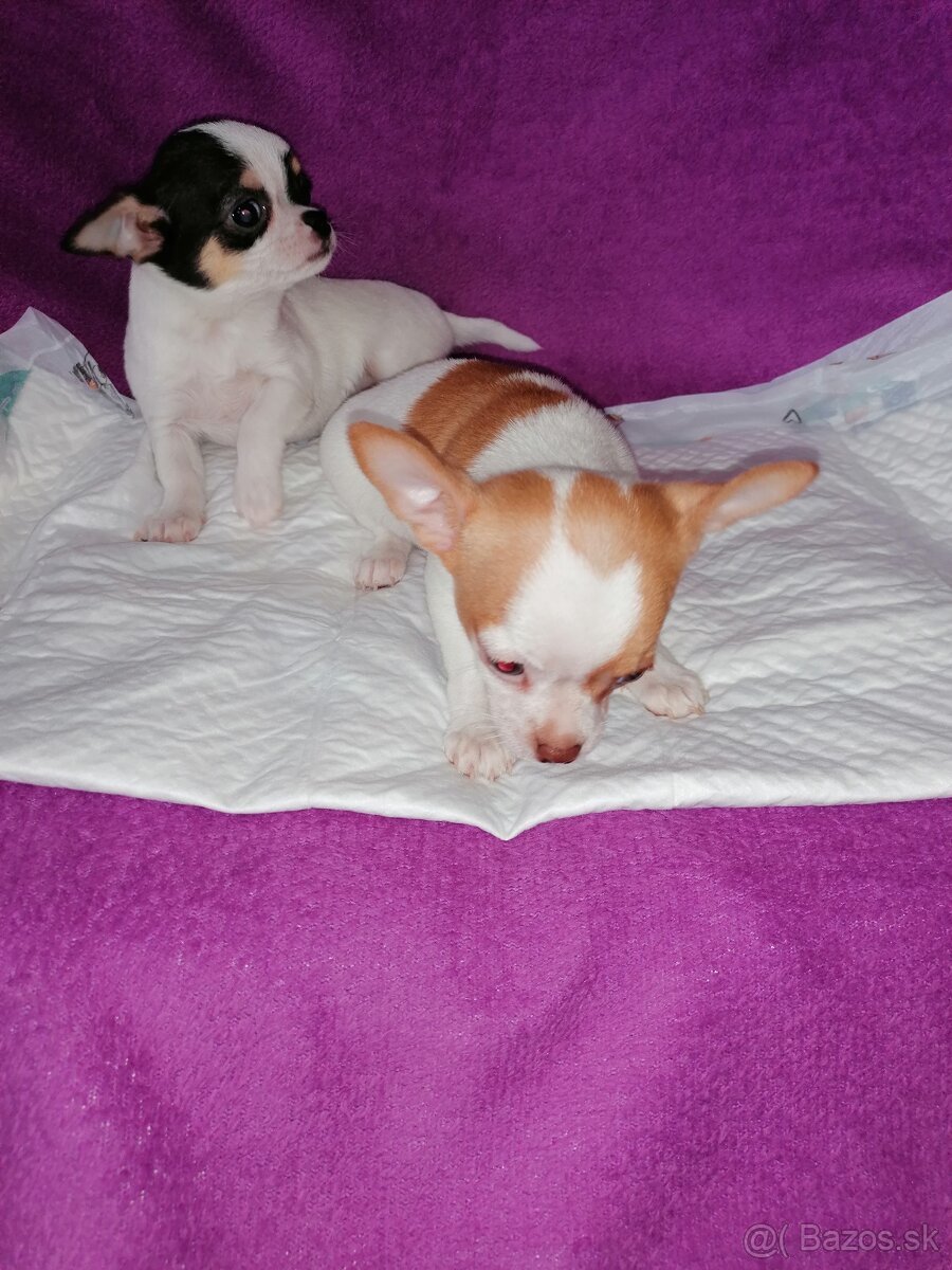 Čivava krátkosrstá - 2