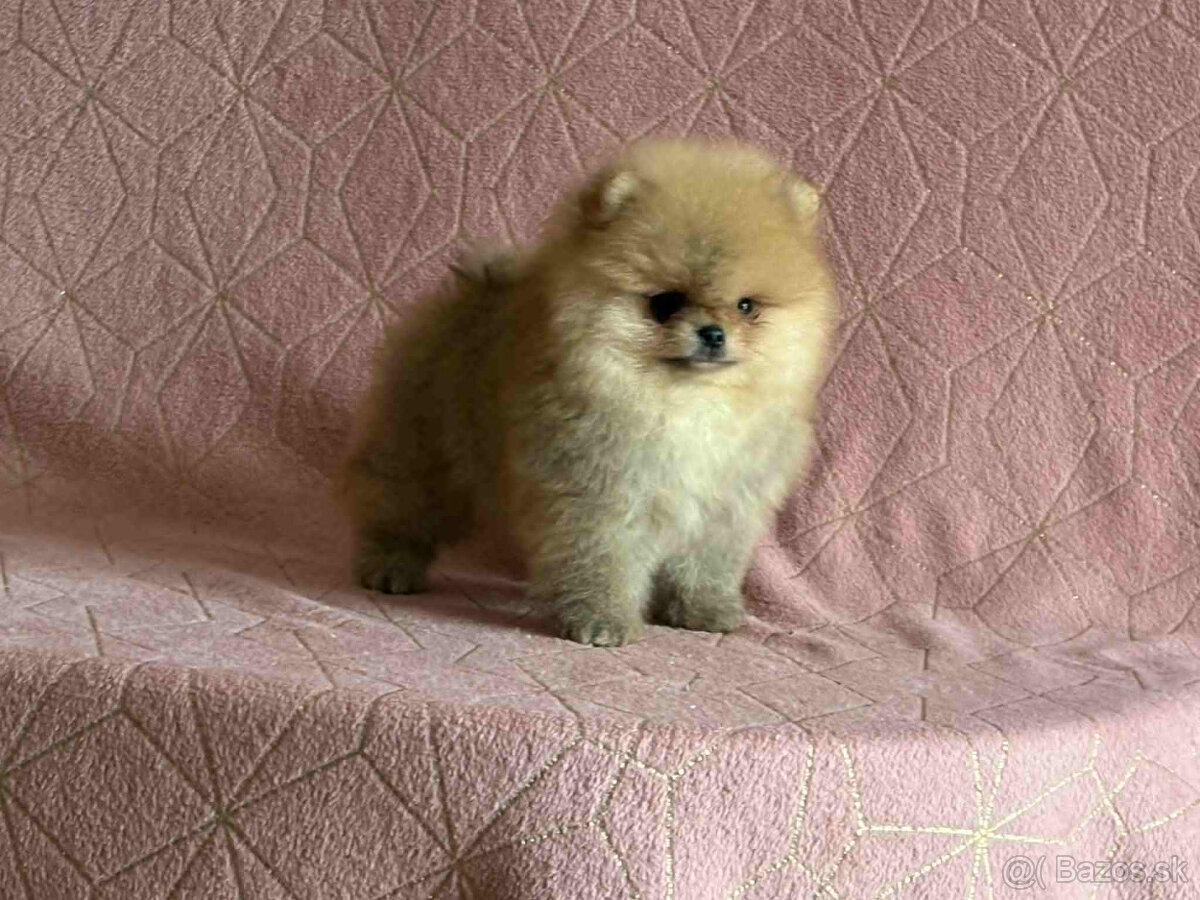 Pomeranian - 2