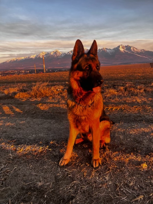 Nemecký ovčiak na krytie - 2