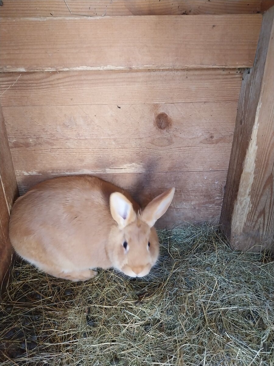 Burgunske kraliky - 2