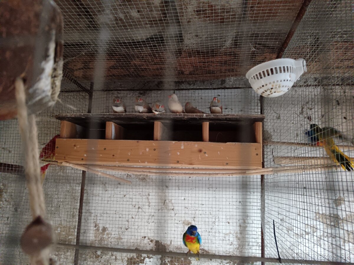 Papagáj zelený - 2