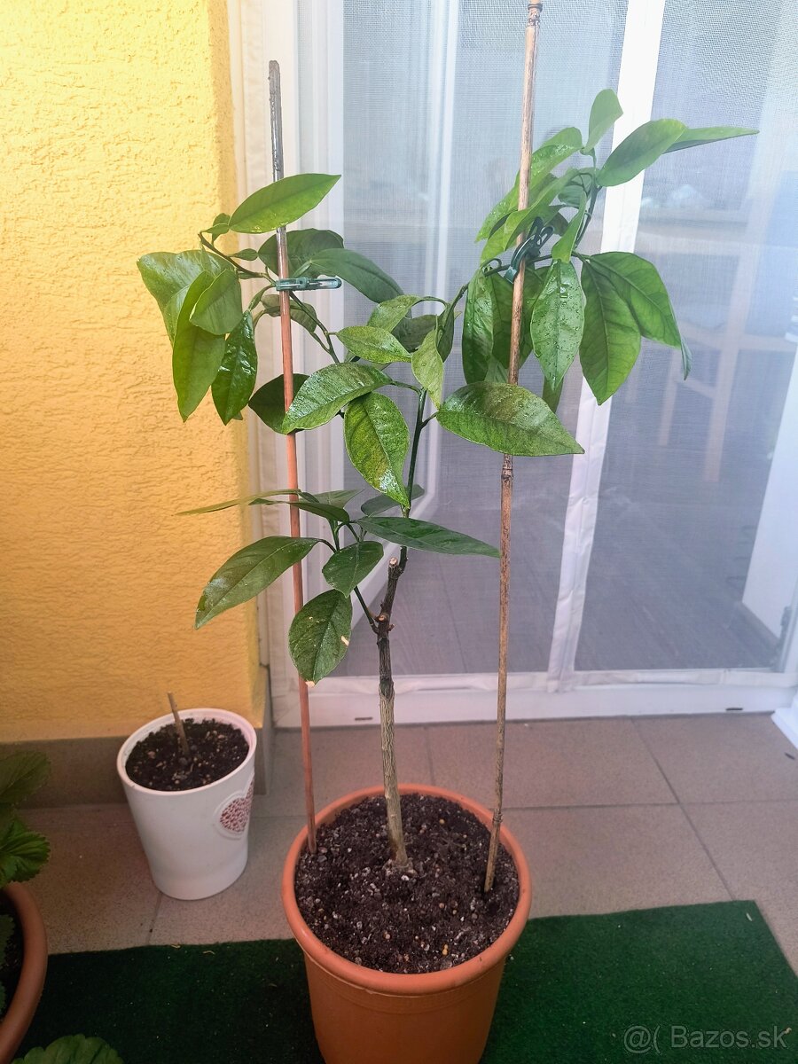 Predám pomarančovnik - 2