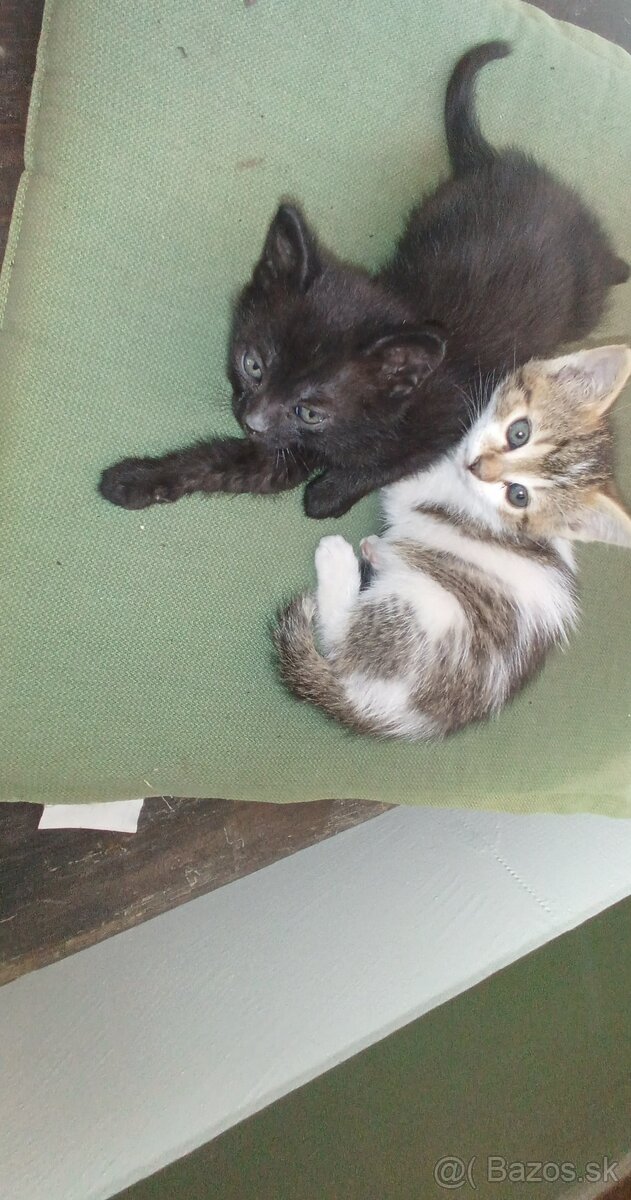 Darujem mačiatka - 2