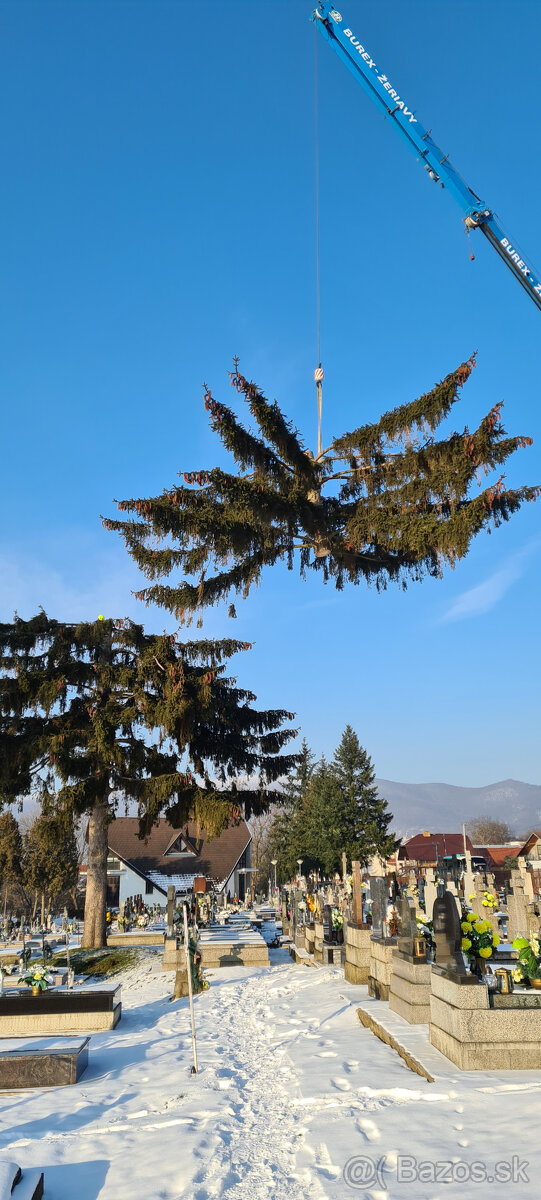 Výrub stromov - Orez - 2