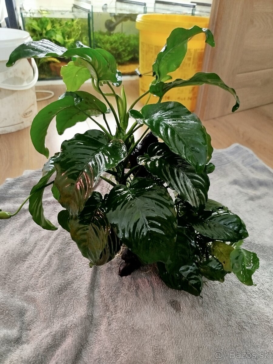 Predám veľké Anubiasy - 2