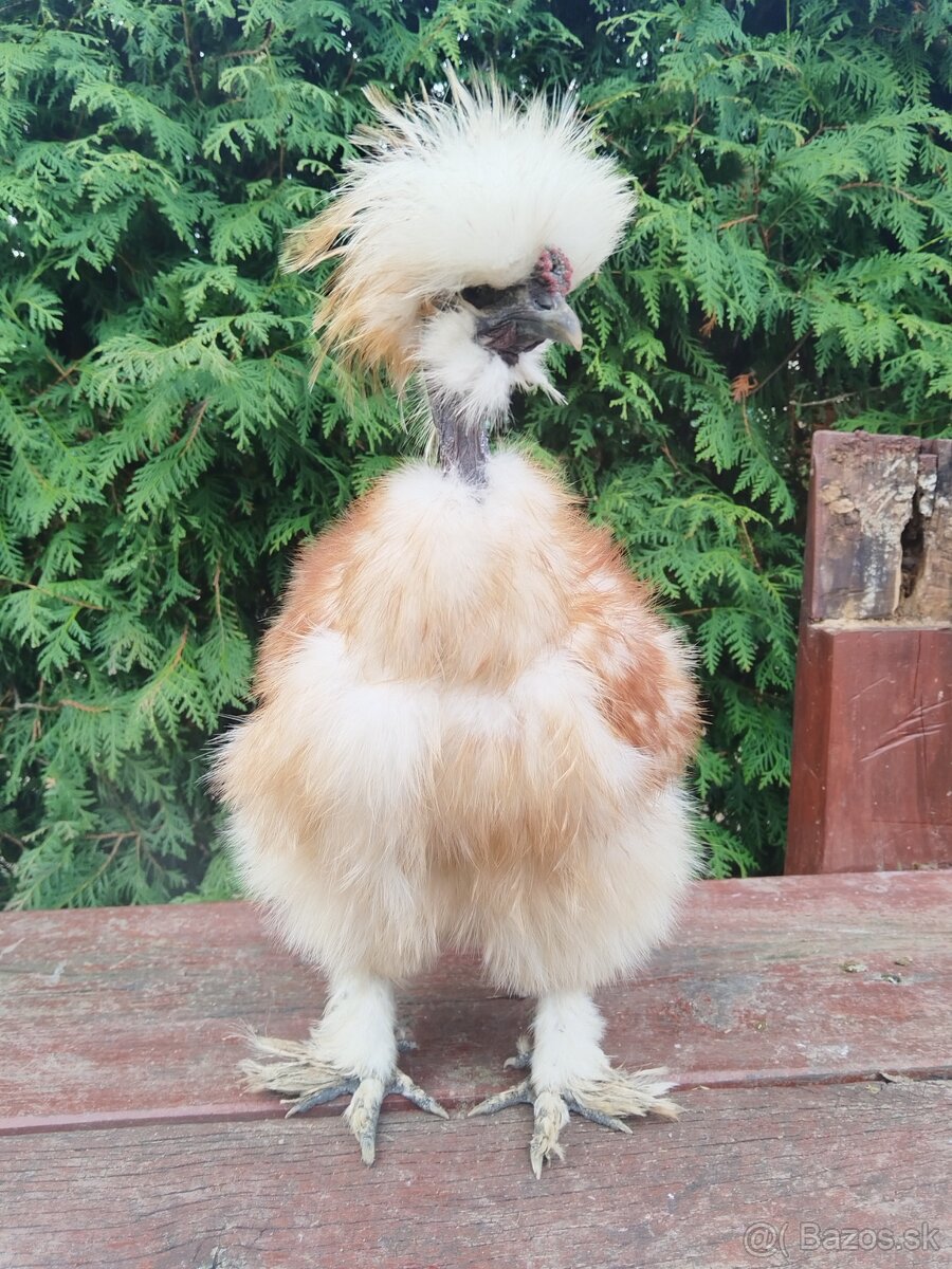 Kohúty Hodvabnicky - 2