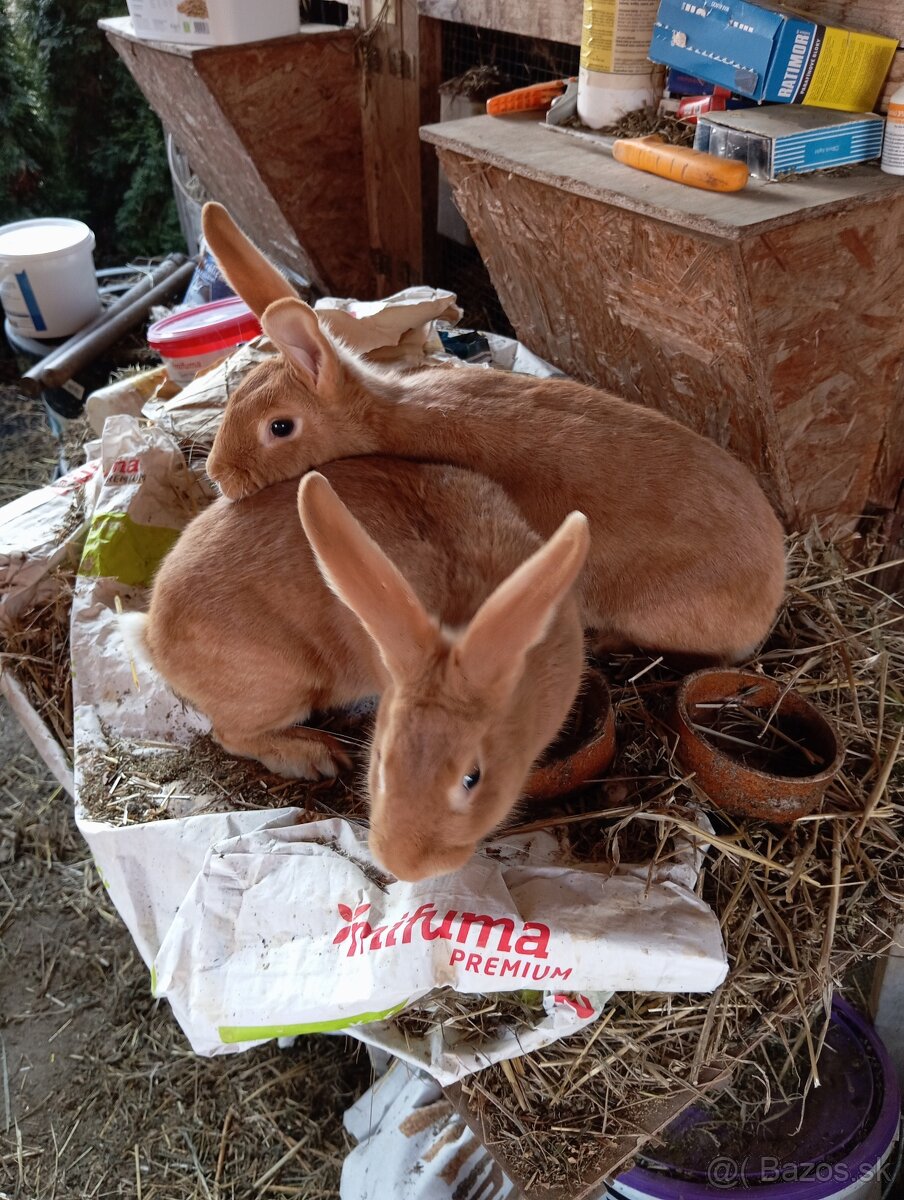 Burgundský králik - 2