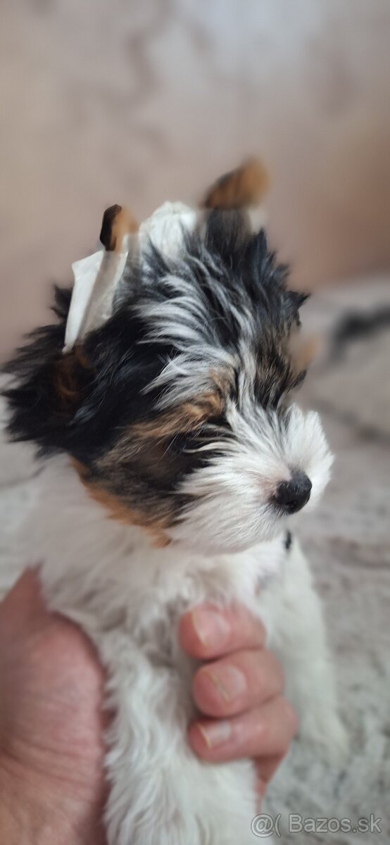 Biewer yirkshire terrier - 2