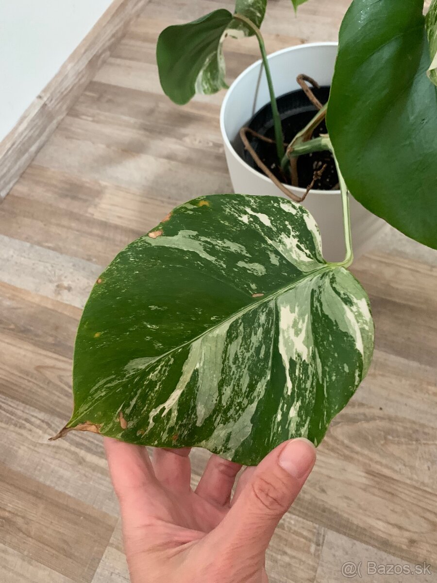 Monstera albo - 2