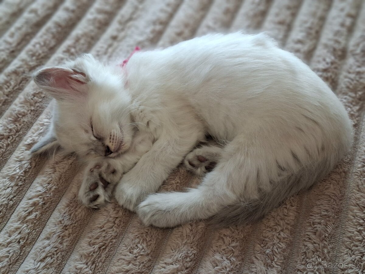 Ragdoll - 2