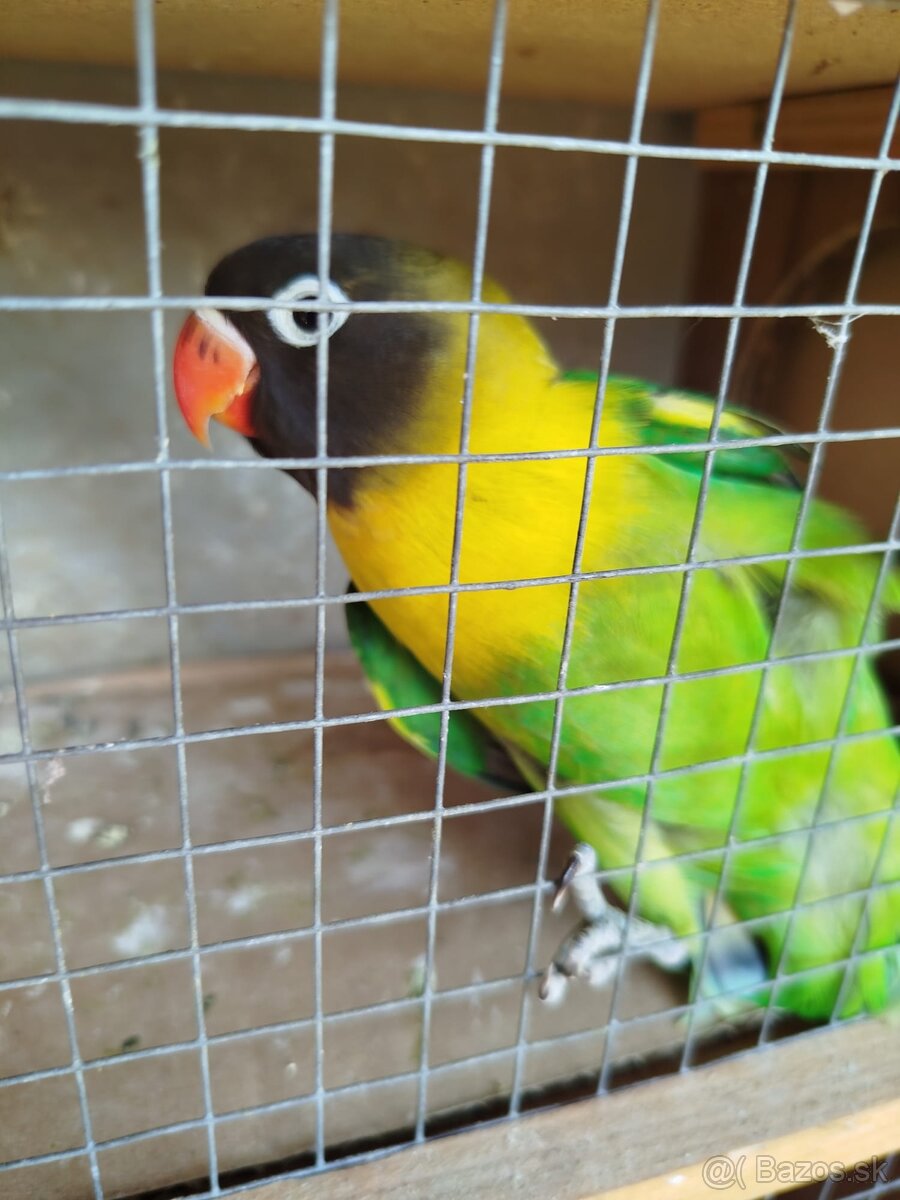 Agapornis škraboškovy - 2