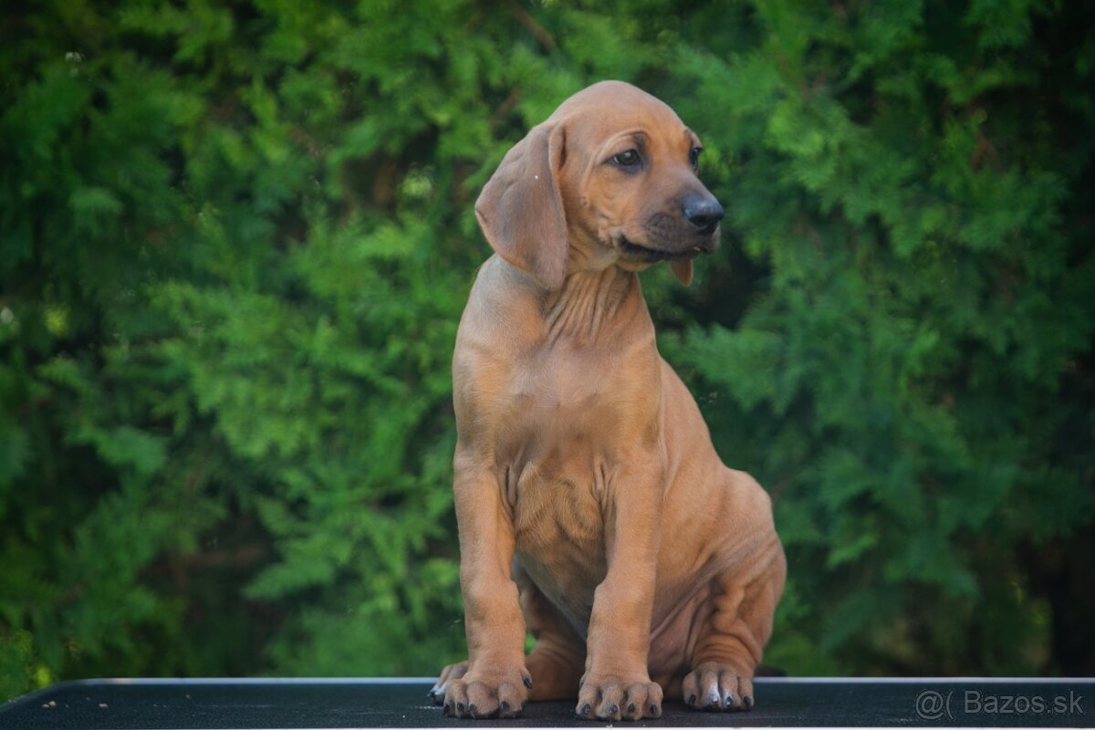 Rhodesian ridgeback - 2