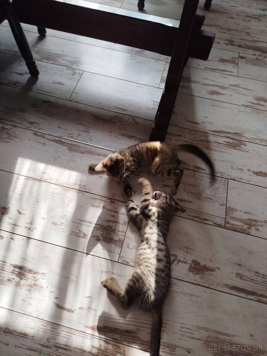 Mačičky / Kiscicák - 2