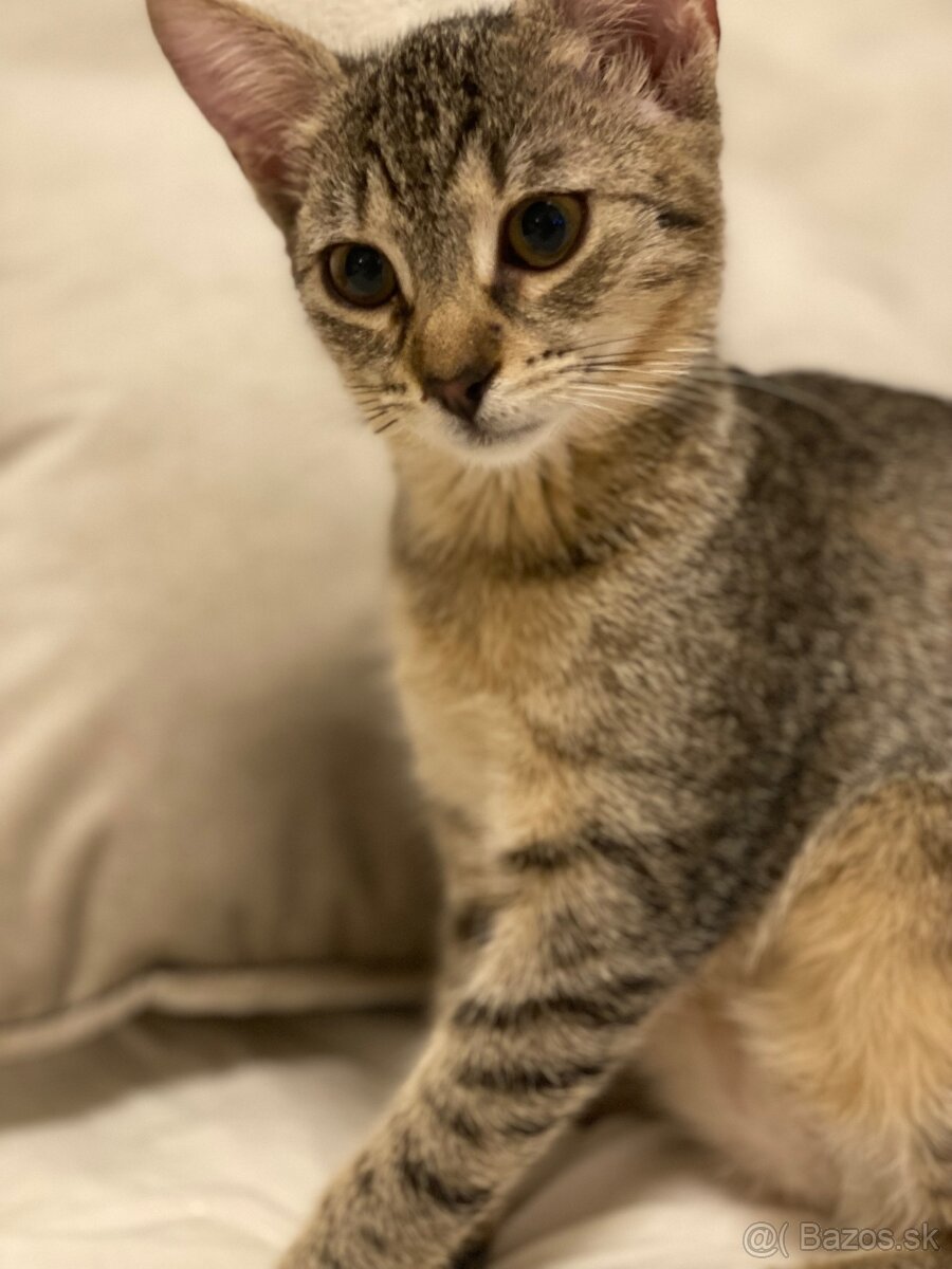 Zachranene maciatka - 2