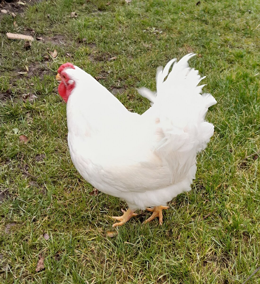 Wyandotka biela zdrobnela - 2