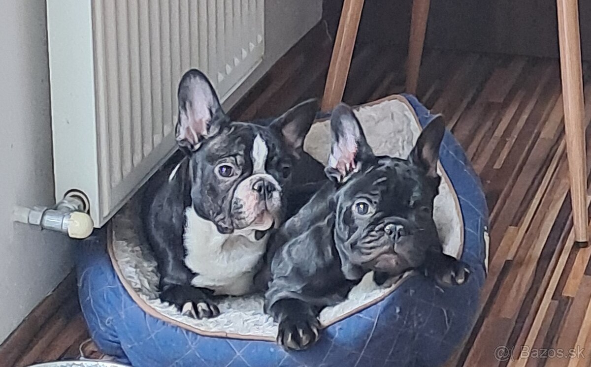 Francuzsky buldoček - 2