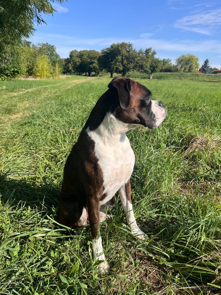 Nemecký boxer na krytie - 2