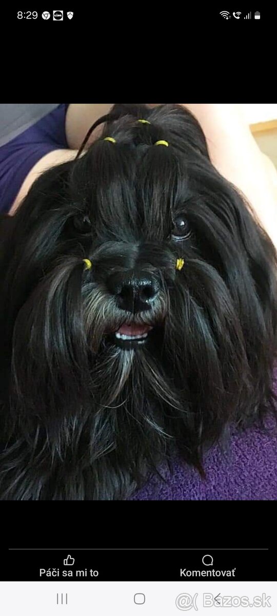 Lhasa apso krytie - 2