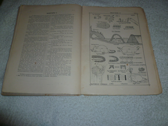 prirodopisny škicar v nemčine rok 1909 - 2