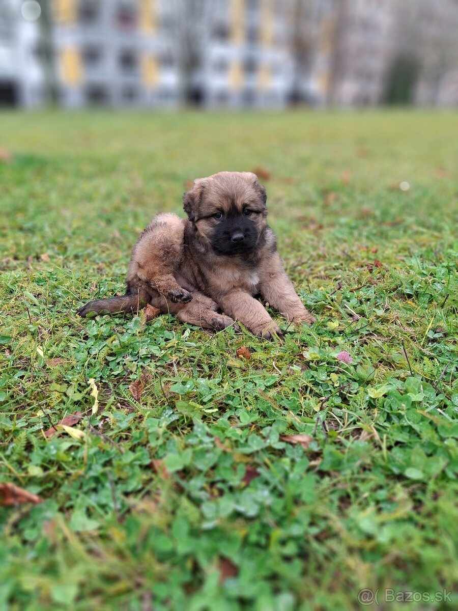 Predam kríženca steniatko - 2