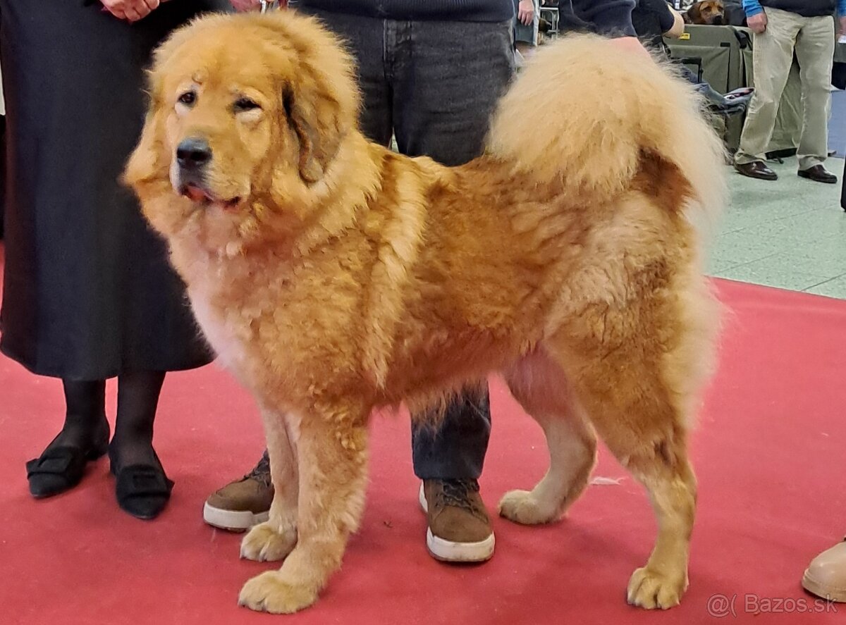 Tibetská doga šteňatá s PP (FCI) 2025/26 - 2