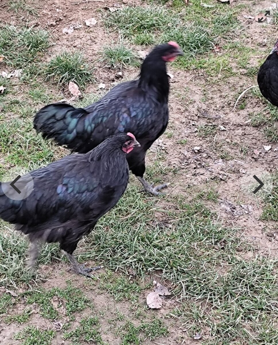 Australorpka veľká čierna - 2