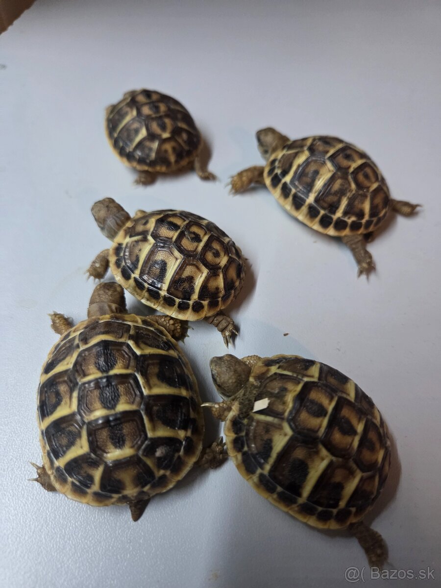 Suchozemska korytnačka zelenkasta - 2