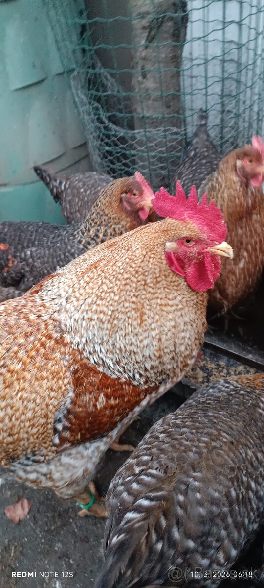 Kohut bielefeldka velka - 2