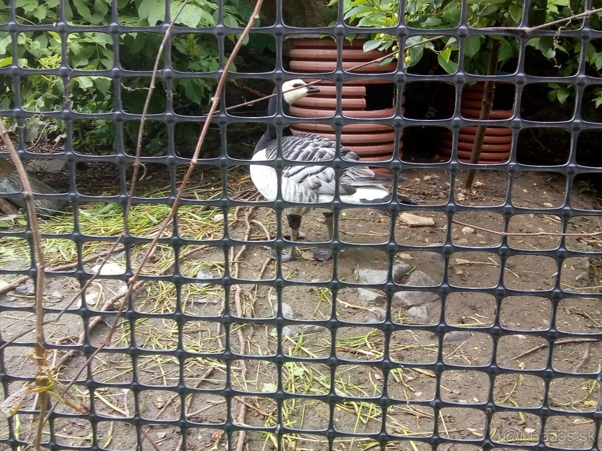 Bernikla Bielolíca / Kačica Mandarínska / Kanadská hus/ Husi - 2