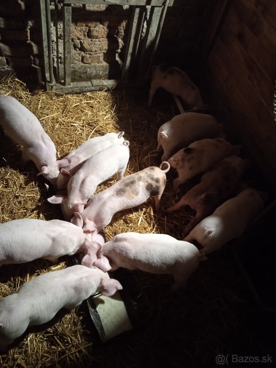 Predám odstavčata - 2
