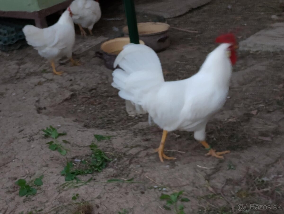Kohút - Leghorn biely - 2